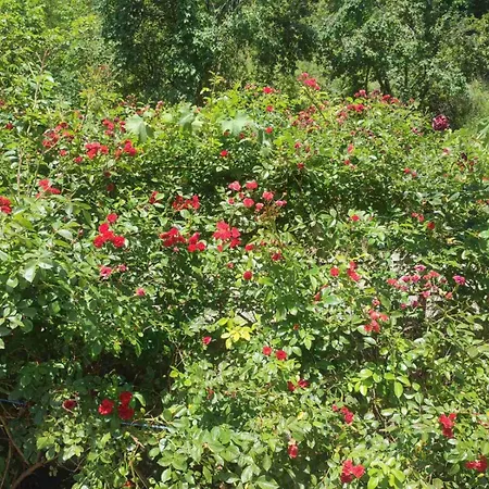 Appartement Hills- Private Garden Home-near Old Town Sarajevo
